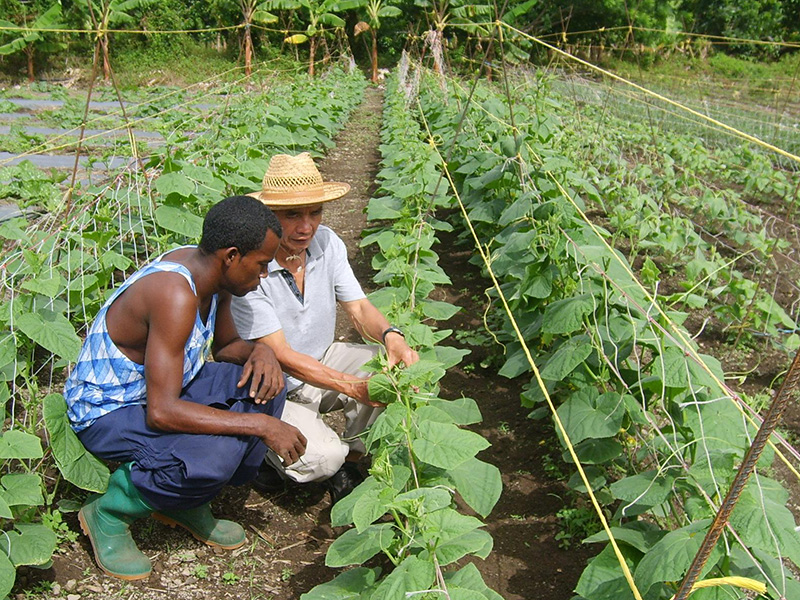 New Project in Saint Vincent and The Grenadines